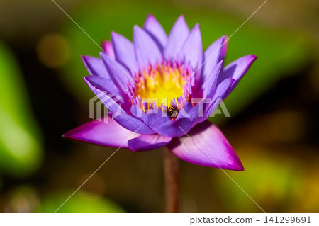 Close-up of a large purple water lotus on a lake. Close-up of a large purple water lotus on a lake. 141299691