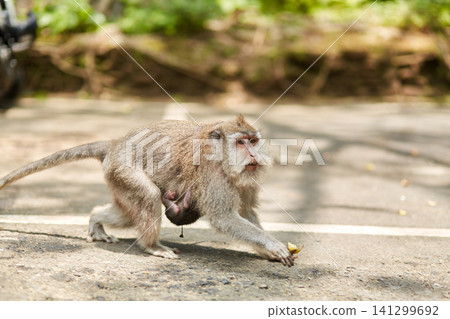 A monkey in an ancient park in the tourist town of Ubud on the tropical island of Bali 141299692