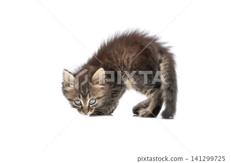 angry kitten isolated on a white background angry kitten isolated on a white background 141299725