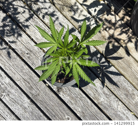 Marijuana Plant Grows in a Pot on Wooden Deck Under Sunlight Marijuana Plant Grows in a Pot on Wooden Deck Under Sunlight 141299915