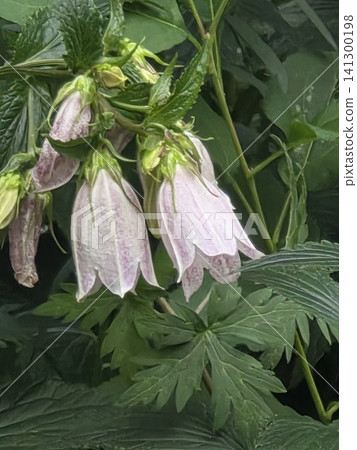 Spotted bellflower purple garden blossoms Spotted bellflower purple garden blossoms 141300198