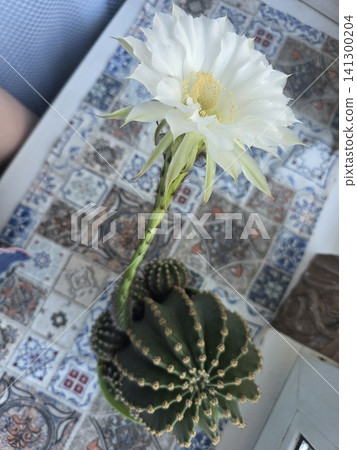 Blooming white echinopsis cactus flower 141300204
