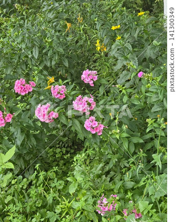 Bright pink flowers green foliage Bright pink flowers green foliage 141300349