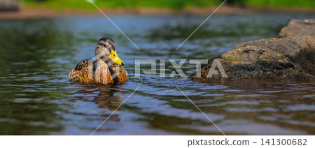 Brown duck swims calmly in calm water Brown duck swims calmly in calm water 141300682