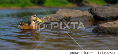 Duck glides calmly through shallow, rocky water 141300683