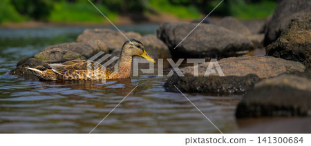 Mallard duck swims calmly in shallow, rocky water 141300684