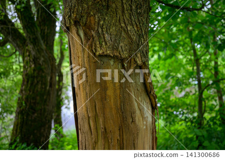 Rugged tree trunk with peeling bark stands in green forest Rugged tree trunk with peeling bark stands in green forest 141300686