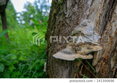 Large bracket fungus grows on tree trunk Large bracket fungus grows on tree trunk 141300696