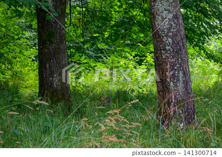 Lush green forest with two large trees Lush green forest with two large trees 141300714