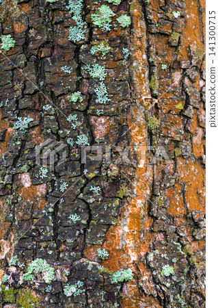 Cracked bark shows vibrant lichen growth 141300715