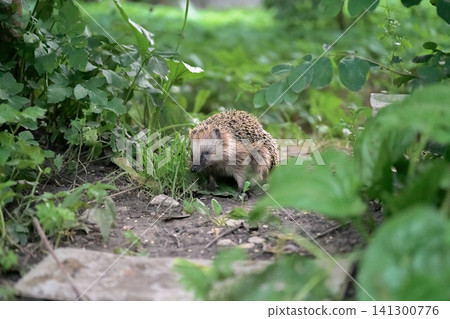Small hedgehog scurries through green foliage 141300776