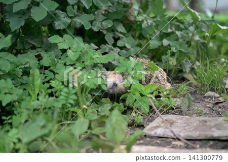 Small hedgehog forages among lush green foliage Small hedgehog forages among lush green foliage 141300779