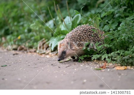 Hedgehog with spines walks along a gravel path Hedgehog with spines walks along a gravel path 141300781