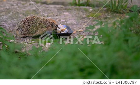Hedgehog eats from black bowl on ground Hedgehog eats from black bowl on ground 141300787