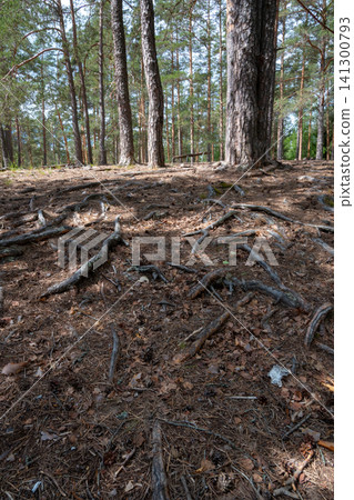 Sunlight filters through tall pine trees Sunlight filters through tall pine trees 141300793