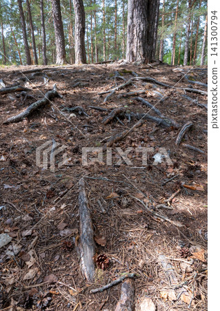 Forest floor covered in dry leaves and scattered twigs Forest floor covered in dry leaves and scattered twigs 141300794