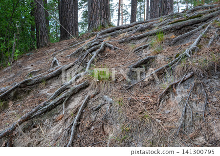 Exposed tree roots twist across a forest slope Exposed tree roots twist across a forest slope 141300795