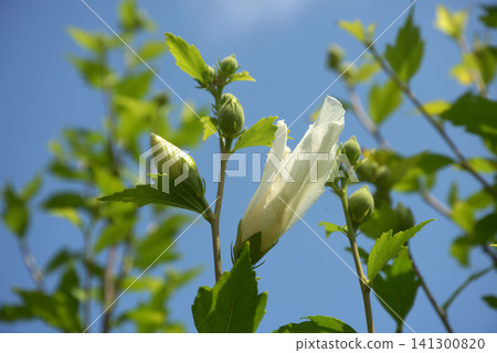 Bud of mukge Bud of mukge 141300820