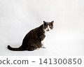 Gray and white tuxedo cat sitting on a clean white background looking at the camera 141300850