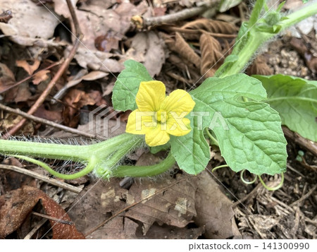 Yellow flowers on a mini watermelon plant - A record of my home garden. Yellow flowers on a mini watermelon plant - A record of my home garden. 141300990