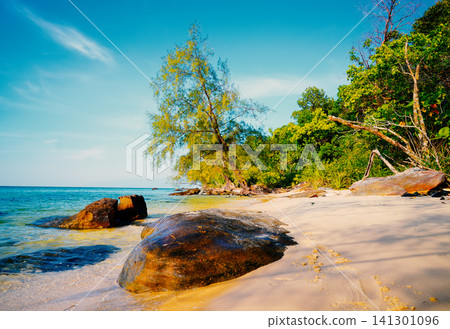 Bright wild beach view with trees and rocks in sunny day near ocean Bright wild beach view with trees and rocks in sunny day near ocean 141301096