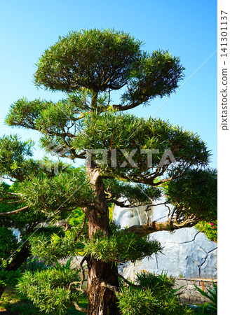Niwaki-style tree or garden bonsai. Background of this ornamental tre Niwaki-style tree or garden bonsai. Background of this ornamental tre 141301137