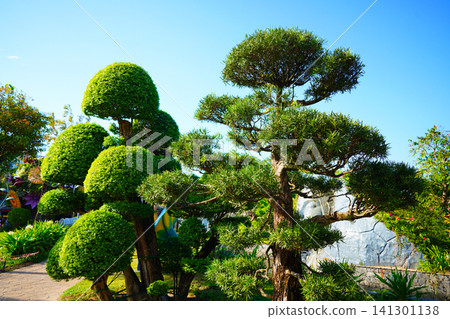 Niwaki-style tree or garden bonsai. Background of this ornamental tre 141301138