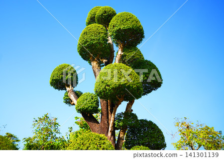 Niwaki-style tree or garden bonsai. Background of this ornamental tre Niwaki-style tree or garden bonsai. Background of this ornamental tre 141301139