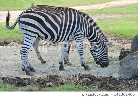 Landscape with zebra 141301406