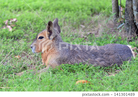 Cute Mara 141301489