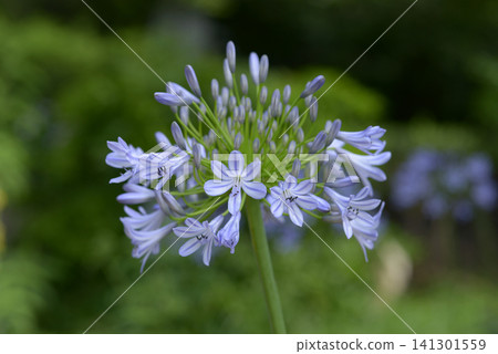 Agapanthus Agapanthus 141301559