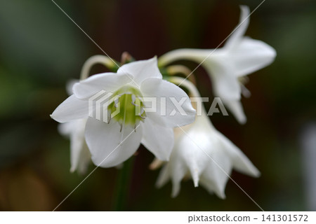 Amazon Lily Amazon Lily 141301572