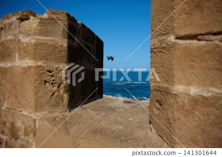 Seagull flying past old medina walls overlooking the Atlantic in Essaouira, Morocco Seagull flying past old medina walls overlooking the Atlantic in Essaouira, Morocco 141301644