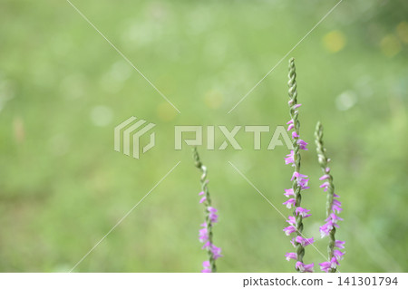 旋轉花 141301794