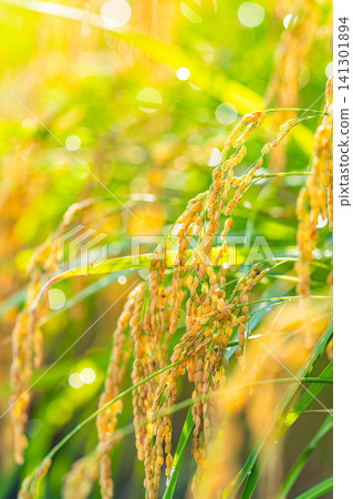 [Autumn Harvest] Golden rice stalks bowing their heads [Nagano Prefecture] 141301894