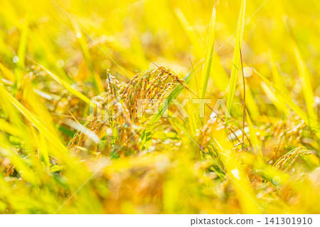 [Autumn Harvest] Golden rice stalks bowing their heads [Nagano Prefecture] 141301910