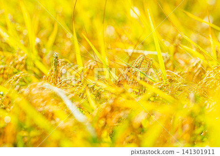 [Autumn Harvest] Golden rice stalks bowing their heads [Nagano Prefecture] 141301911