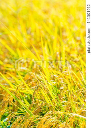 [Autumn Harvest] Golden rice stalks bowing their heads [Nagano Prefecture] 141301912