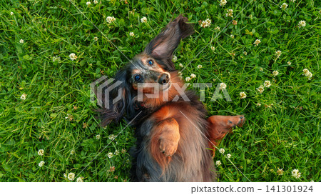 Saint-Petersburg, Russia - June 30 2026, close-up view of a cheerful long-haired dachshund lying on green grass, at daytime, St. Petersburg, Russia Saint-Petersburg, Russia - June 30 2026, close-up view of a cheerful long-haired dachshund lying on green grass, at daytime, St. Petersburg, Russia 141301924