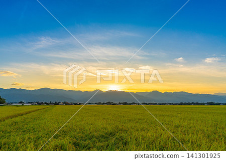 [Autumn Harvest] Rice paddies overflowing with grain, and the sun setting over the Northern Alps [Nagano Prefecture] 141301925