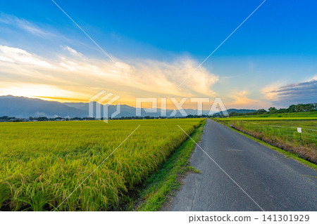 [Autumn Harvest] Rice paddies overflowing with grain, and the sun setting over the Northern Alps [Nagano Prefecture] 141301929