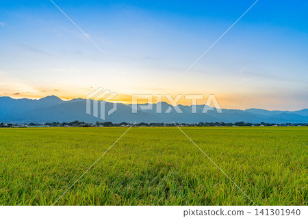 【秋收】稻田裡滿是穀粒，夕陽西下，映照著北阿爾卑斯山脈【長野縣】 141301940