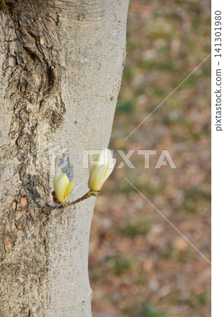 A single white magnolia flower (Hachigata Castle Park / Hachigata, Yorii-machi, Osato-gun, Saitama Prefecture) A single white magnolia flower (Hachigata Castle Park / Hachigata, Yorii-machi, Osato-gun, Saitama Prefecture) 141301980