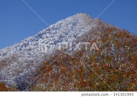 北海道山坡上迎來了今冬的第一場雪,秋葉與白雪交相輝映,形成了鮮明的對比。 北海道山坡上迎來了今冬的第一場雪,秋葉與白雪交相輝映,形成了鮮明的對比。 141301993