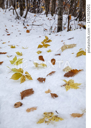 Autumn leaves and yellow leaves fluttering in the first snow of Hokkaido, marking the transition from late autumn to early winter. Autumn leaves and yellow leaves fluttering in the first snow of Hokkaido, marking the transition from late autumn to early winter. 141302001