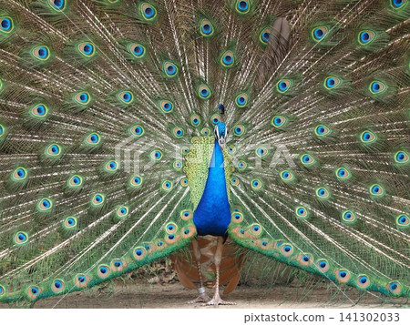 Peacock with outstretched feathers Peacock with outstretched feathers 141302033