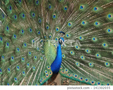 Peacock with outstretched feathers Peacock with outstretched feathers 141302035