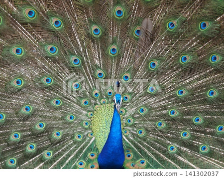 Peacock with outstretched feathers Peacock with outstretched feathers 141302037