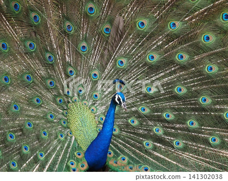 Peacock with outstretched feathers Peacock with outstretched feathers 141302038