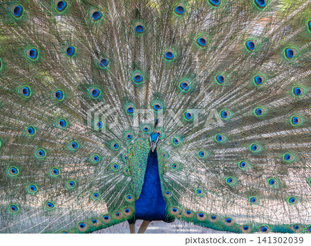 Peacock with outstretched feathers Peacock with outstretched feathers 141302039